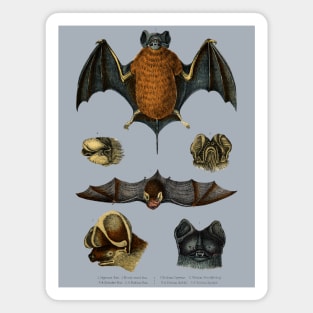 19th C. Bat Species Magnet